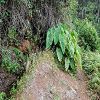 Plants: image 78 Of 208 Thumb